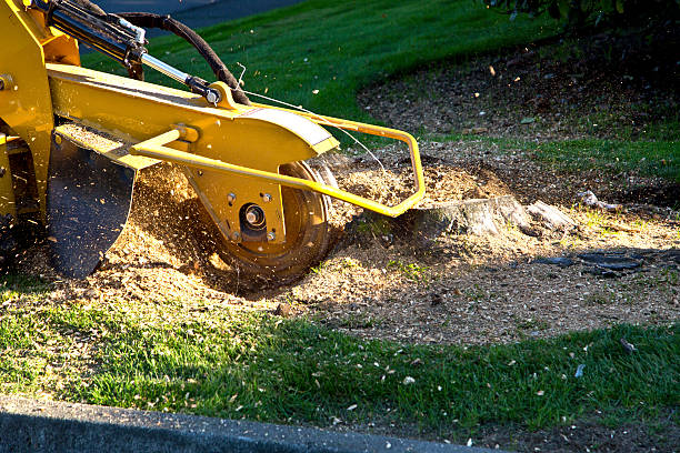 Leaf Removal in Elkins Park, PA