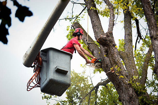 How Our Tree Care Process Works  in  Elkins Park, PA