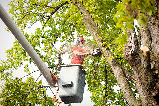 Best Tree Risk Assessment  in Elkins Rk, PA