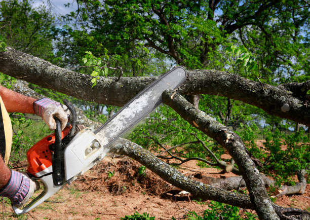 Best Tree Maintenance Programs  in Elkins Rk, PA